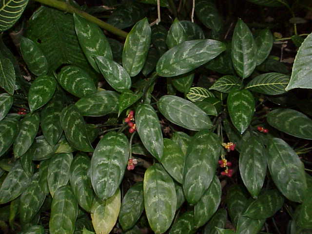 Aglaonema aroid