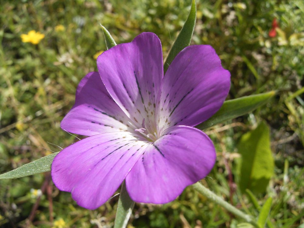 Corn Cockle