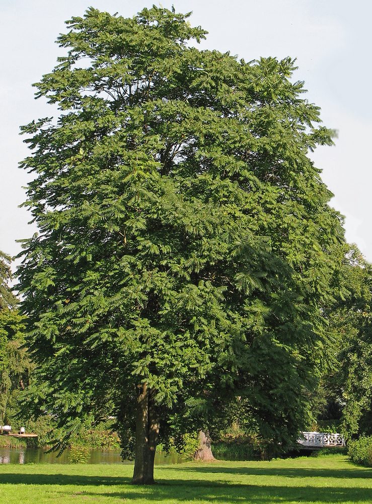 Stinktree