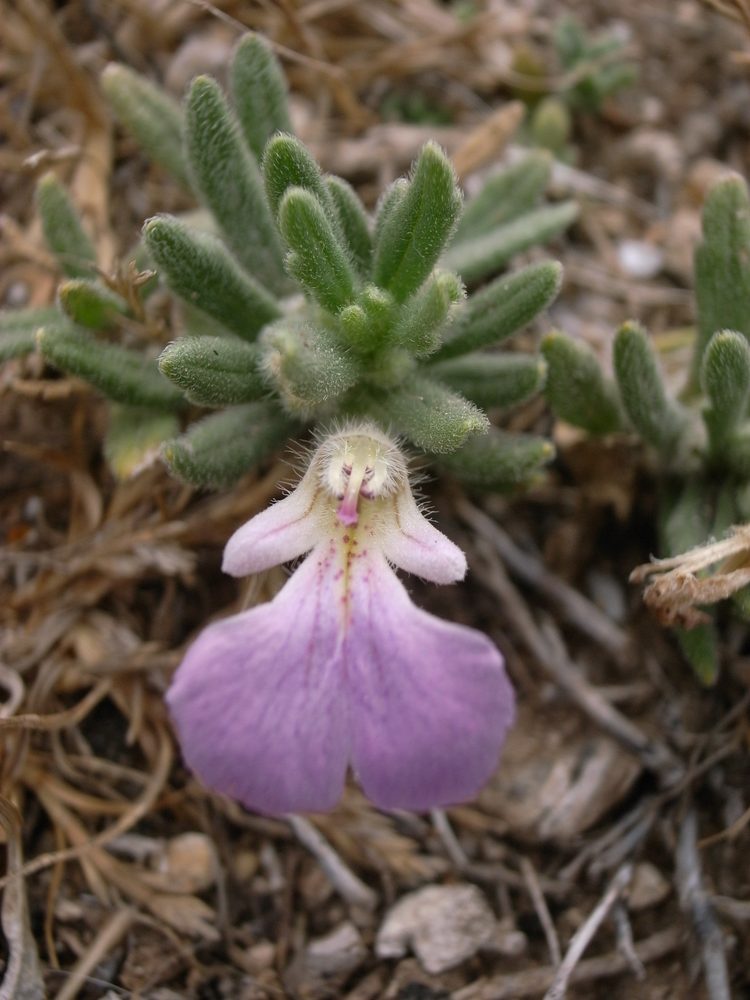 Ivy Bugle