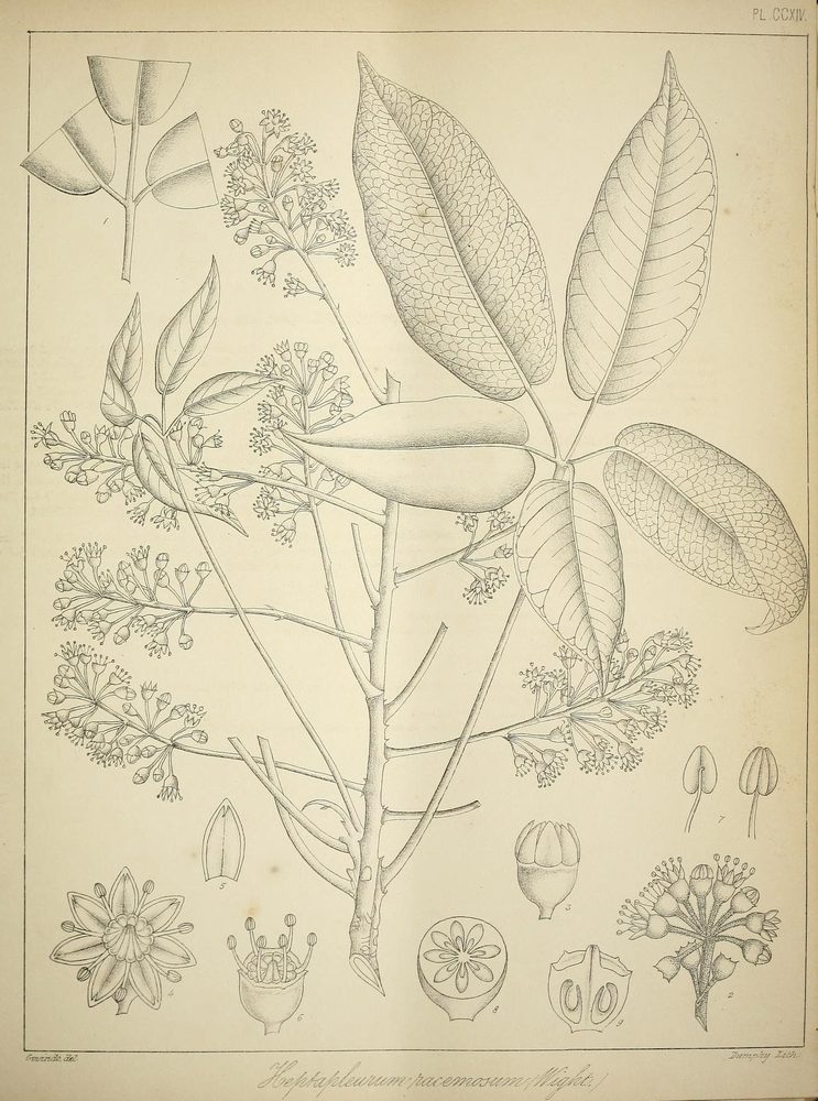 Alangium lamarckii