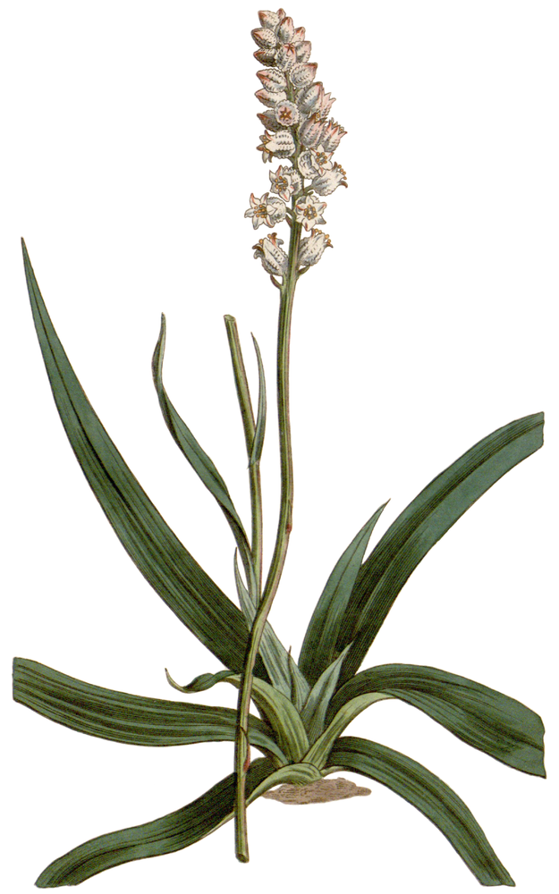 Colic Root