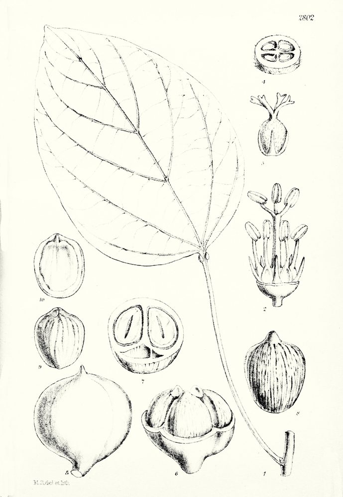 Tungoil Tree