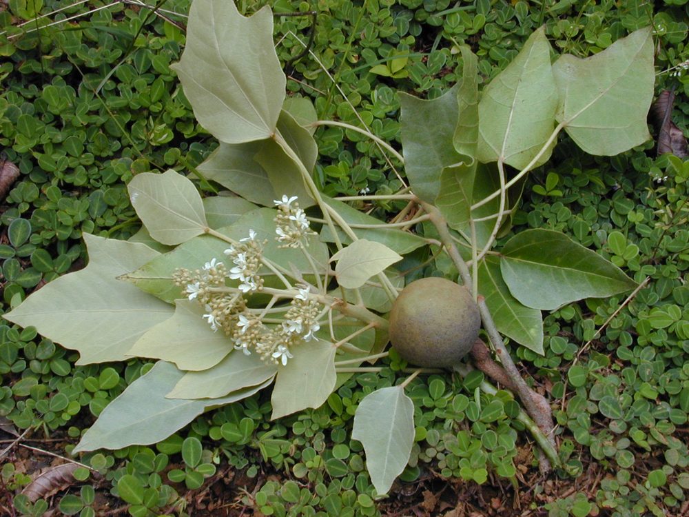 Candlenut