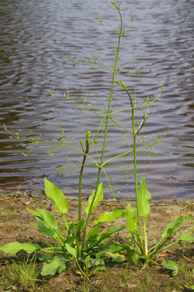 Mud Plantain