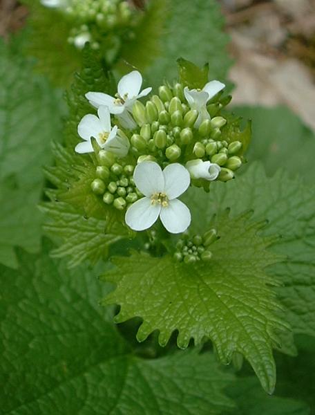 Garlic Mustard