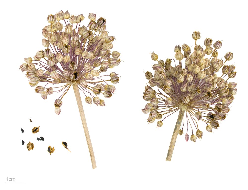 Elephant Garlic