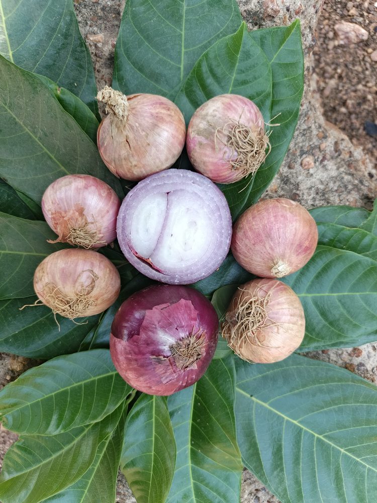 Onion