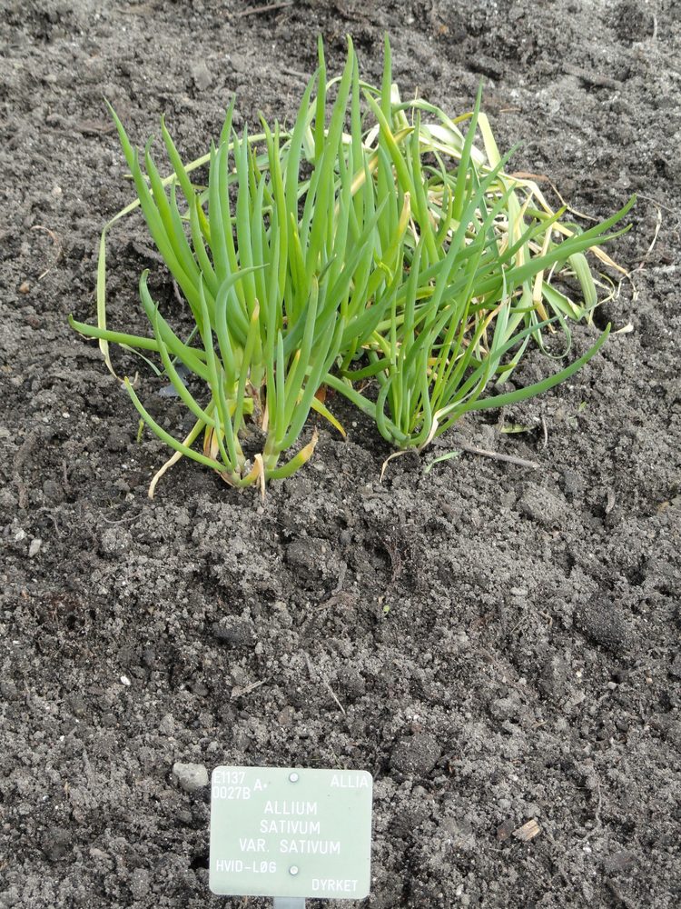 Garlic