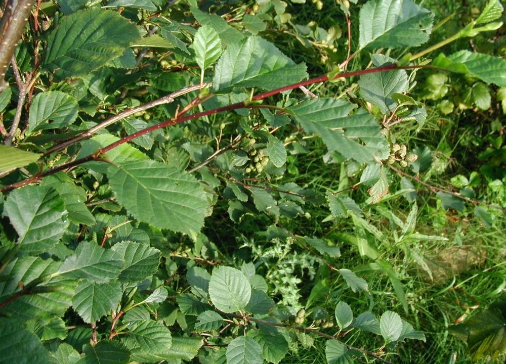 Alnus crispa