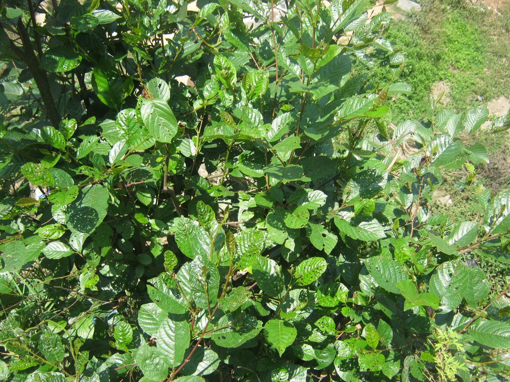 Alnus nepalensis
