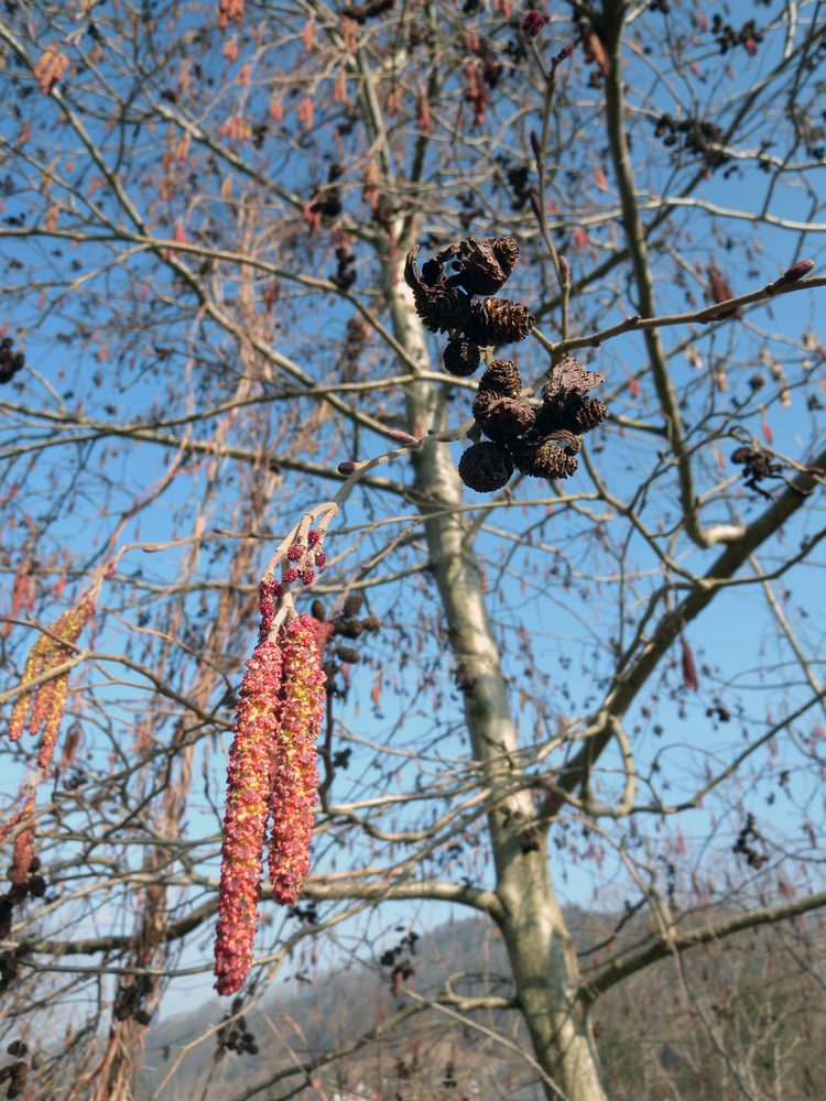Alnus rugosa