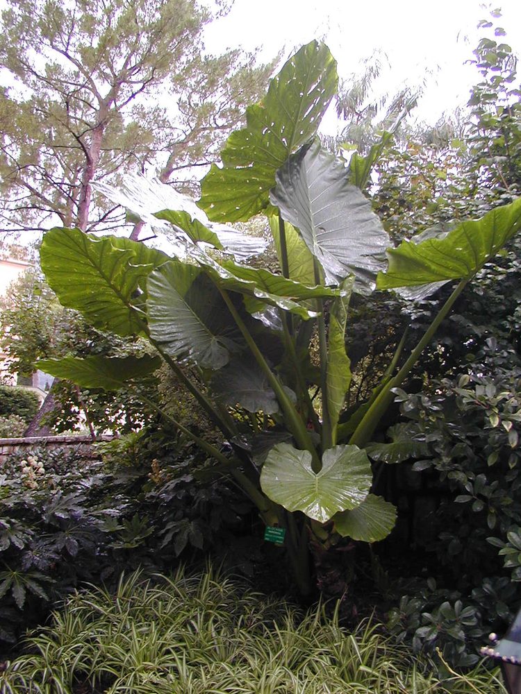 Giant Taro