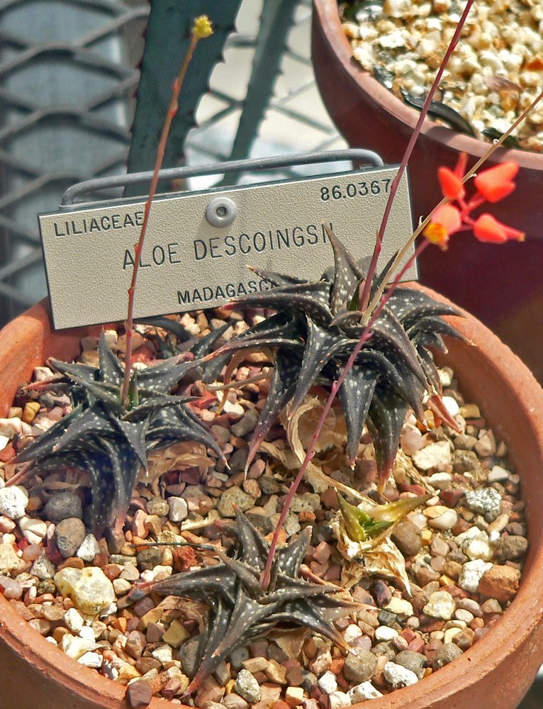 Aloe descoingsii