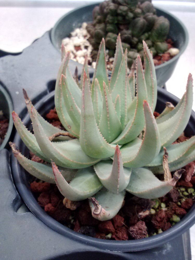 Aloe krapohliana
