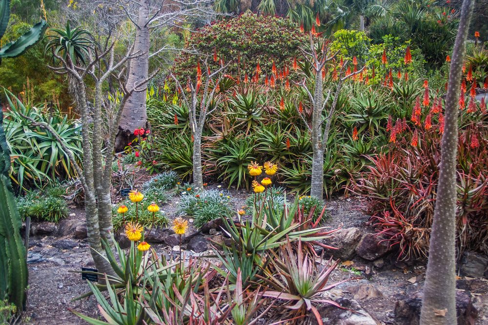 Aloe