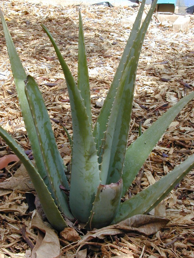 Bitter Aloes