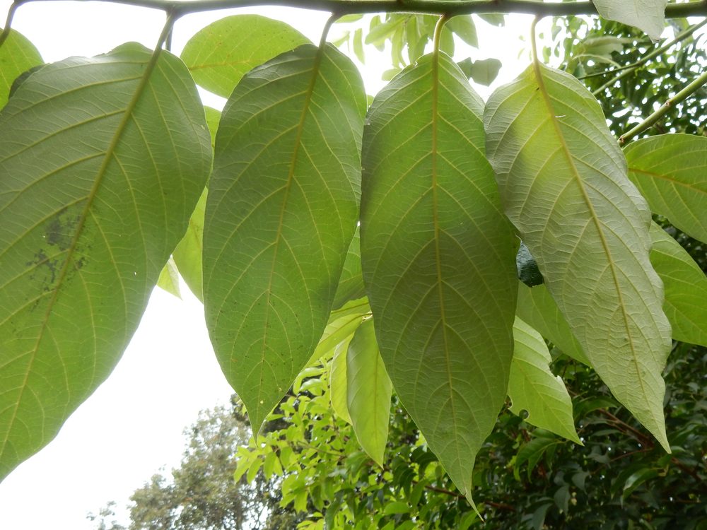 Alphitonia whitei