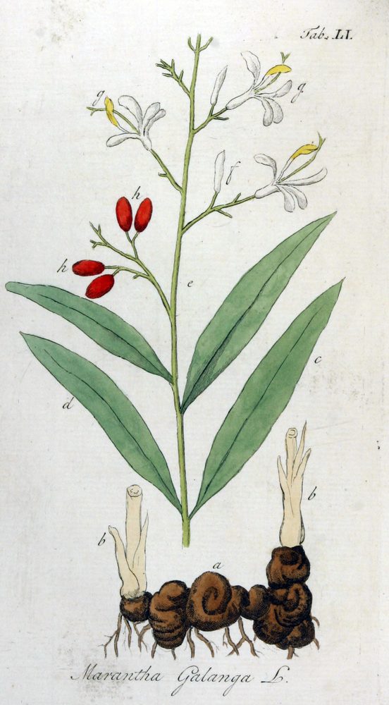 Greater Galangal