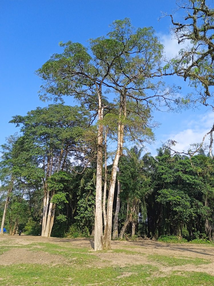 Alstonia scholaris