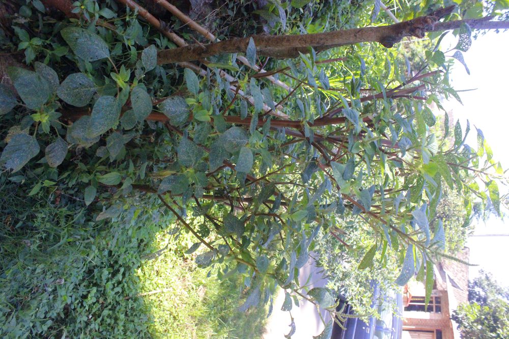 Pigweed
