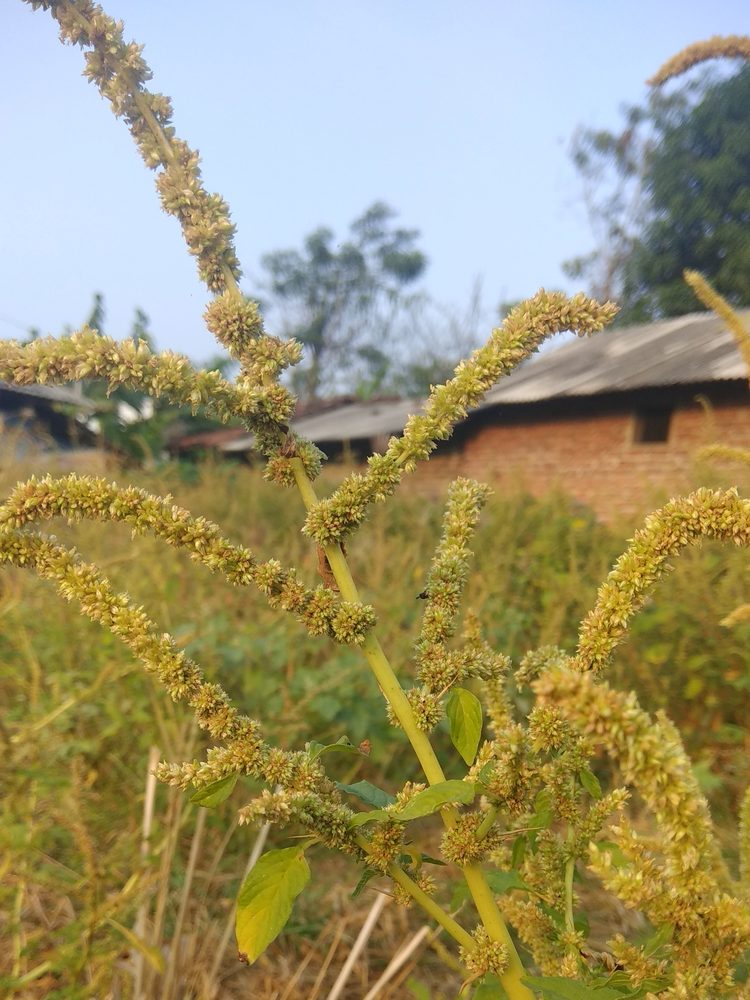 Spiny pigweed