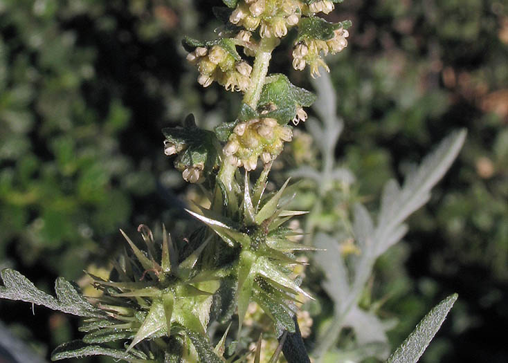 Ragweed
