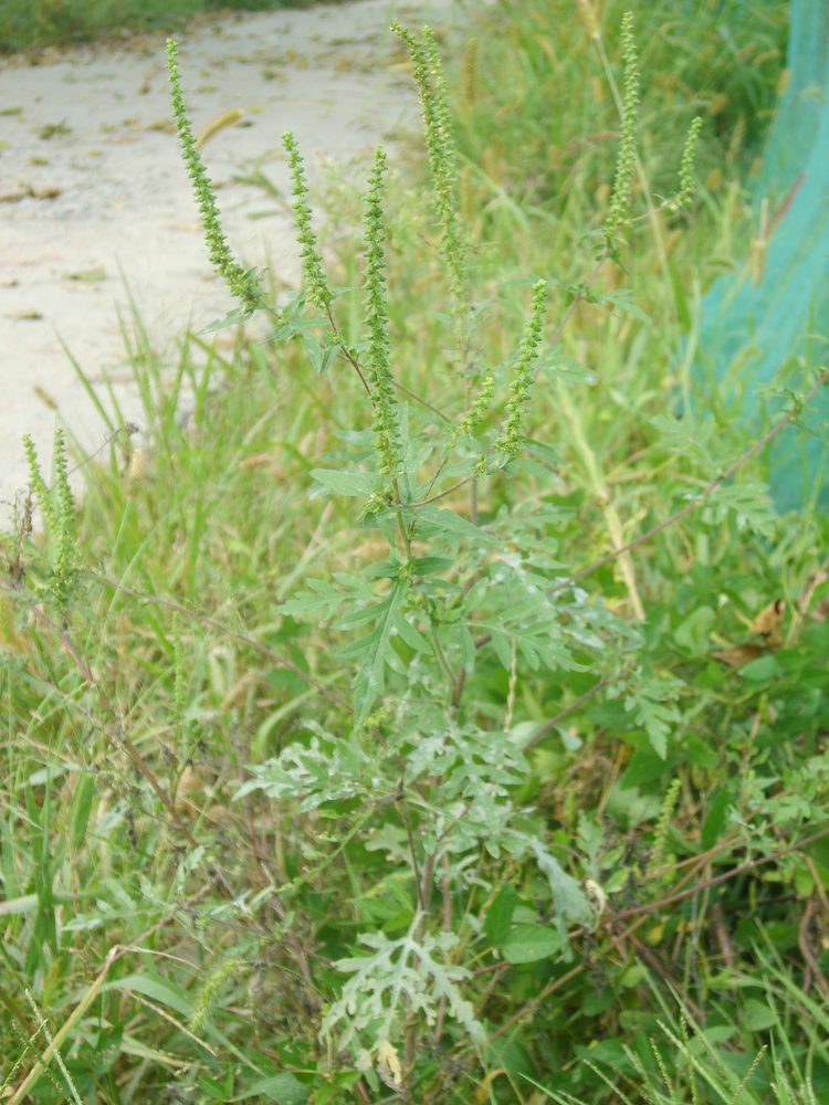 Bastard wormwood