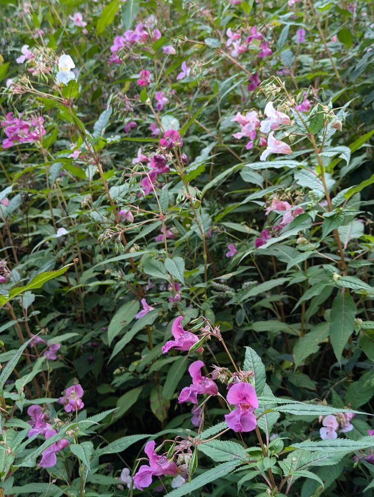 Magdalena Ragweed