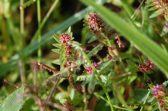 Ammannia baccifera
