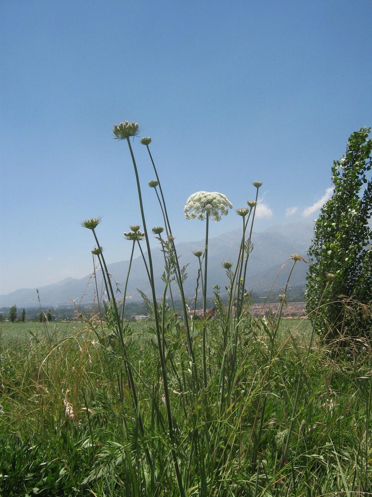 Visnaga