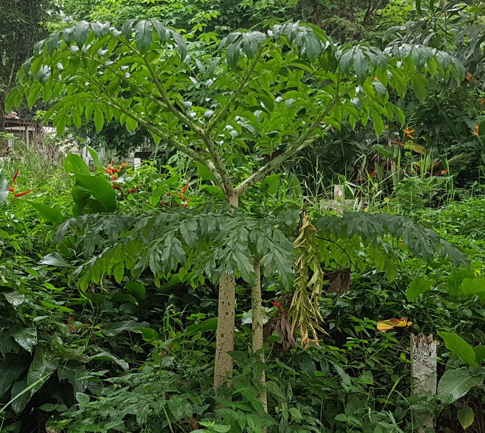 Elephant-Foot Yam