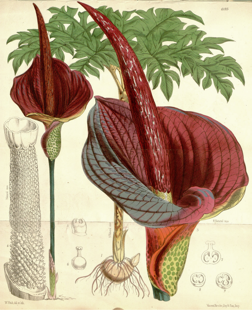 Devil's Tongue