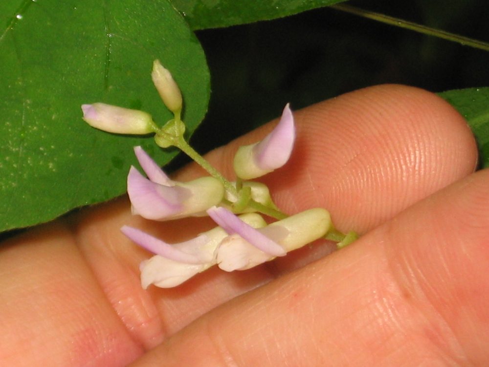 Hog Peanut