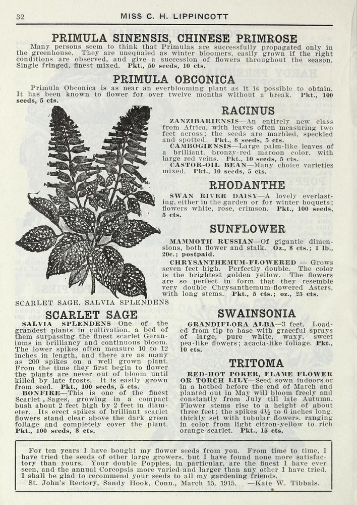 Amsonia grandiflora