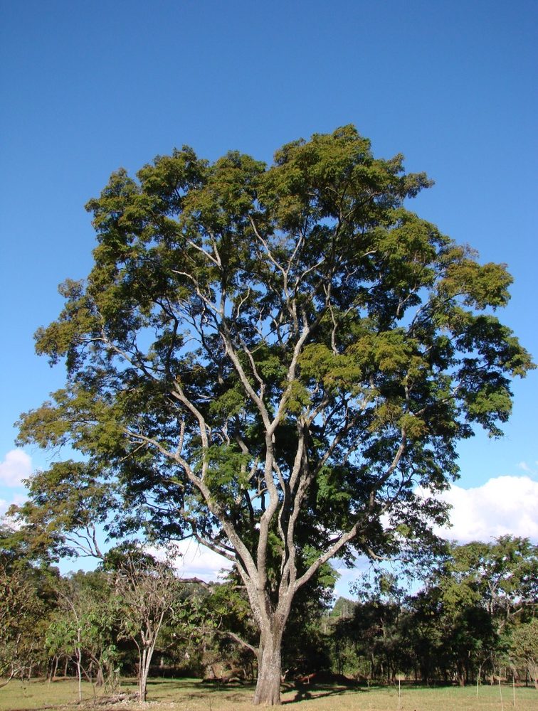 Cohoba