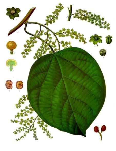 Levant Berry