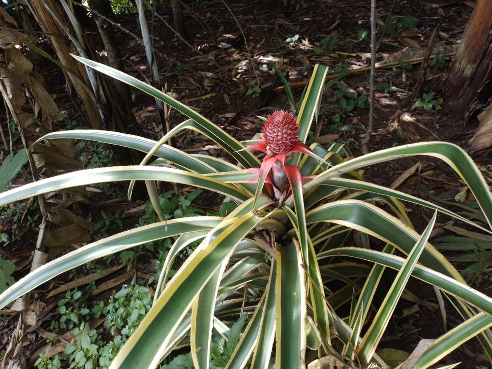 Pineapple