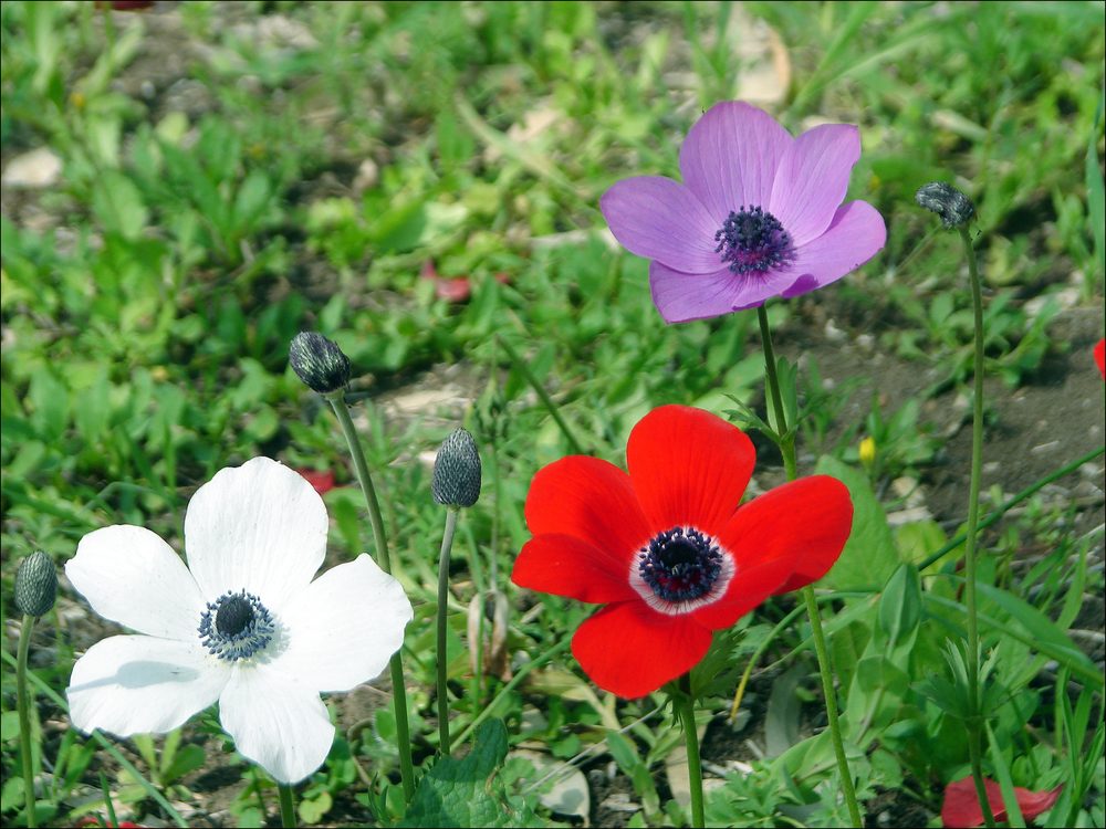 French Anemone