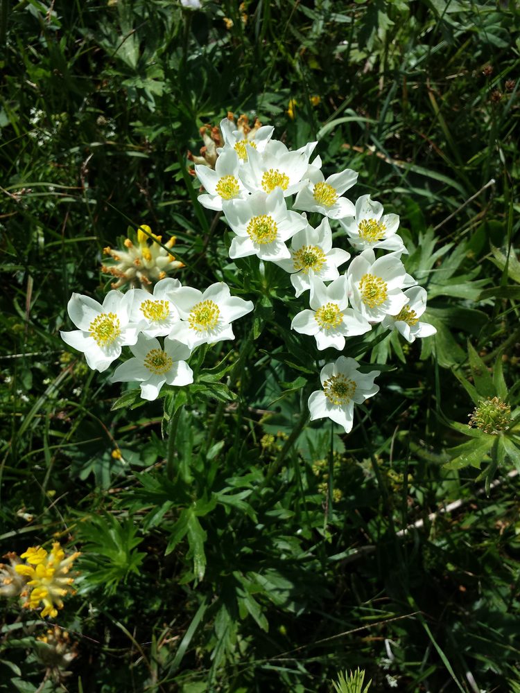 Anemone narcissiflora