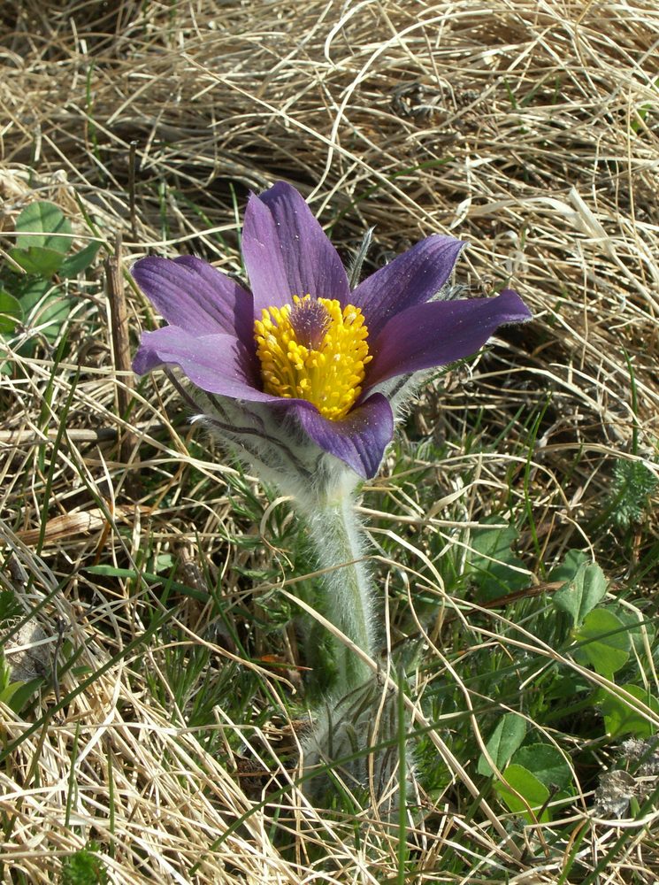 Pasque Flower