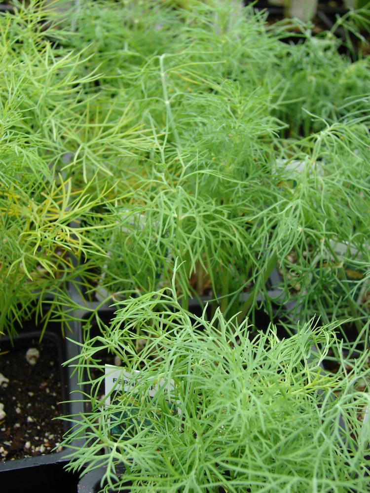 Dill