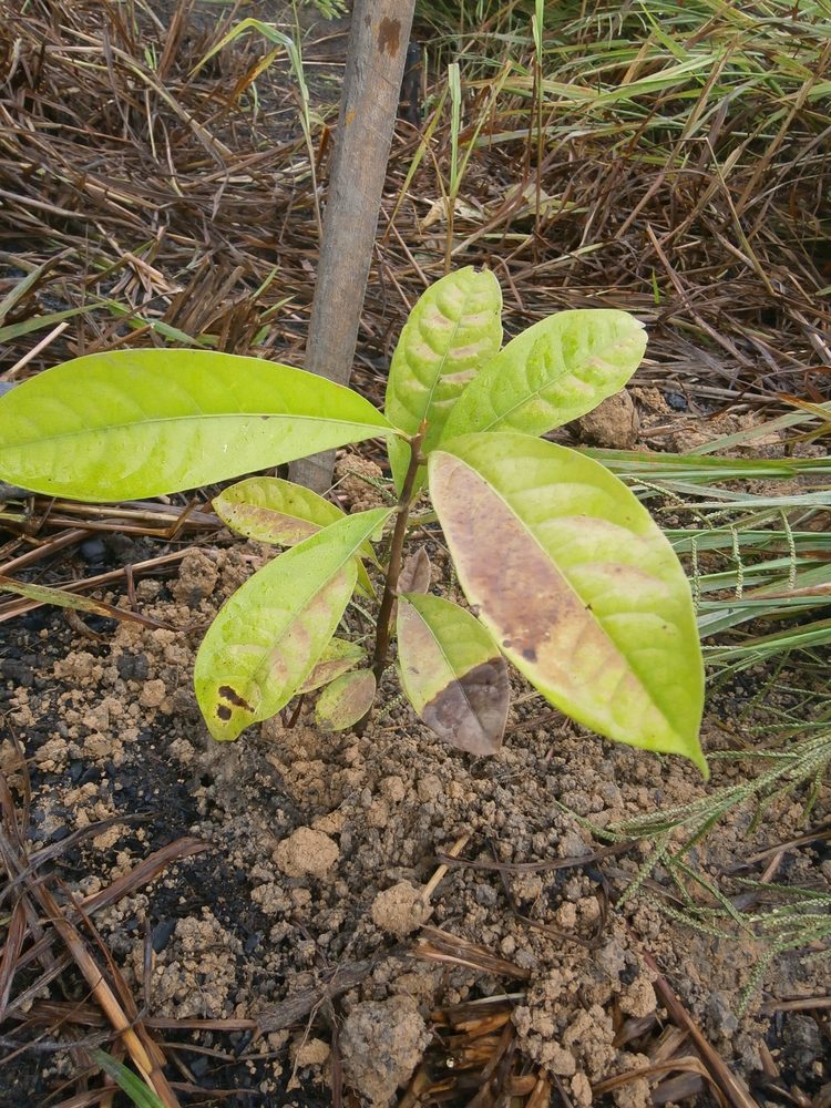 Bois-De-Rose