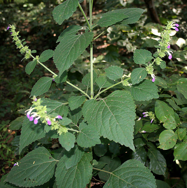 Kalabhangra