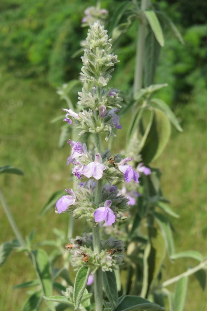 Malabar Catmint