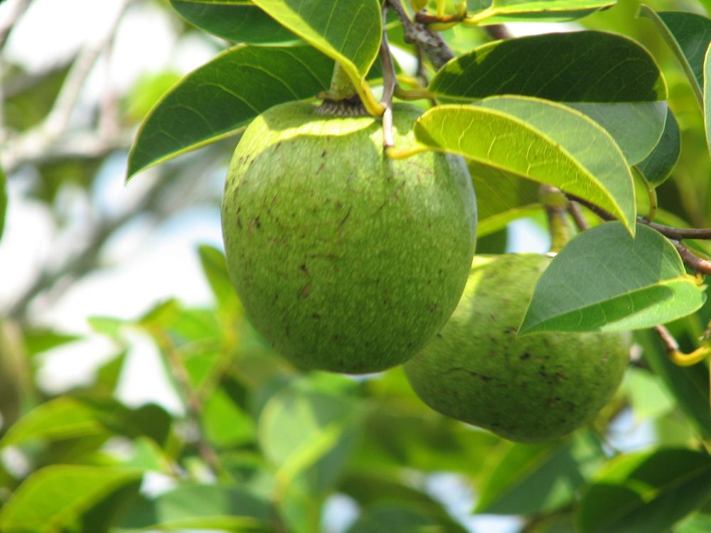 Pondapple