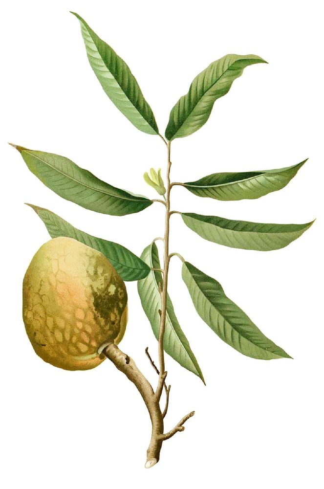Custard Apple
