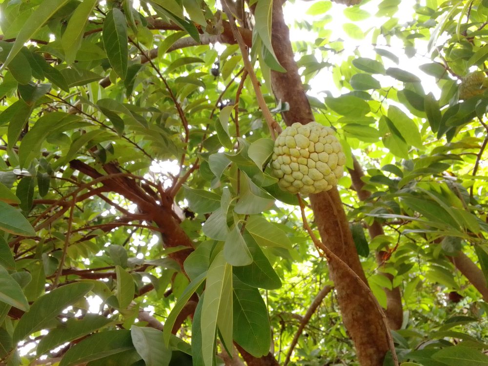 Sugar-Apple