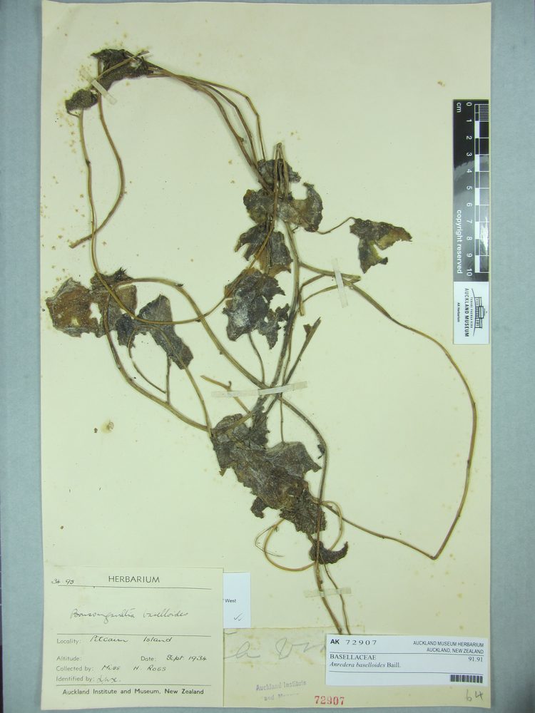 Madeira vine