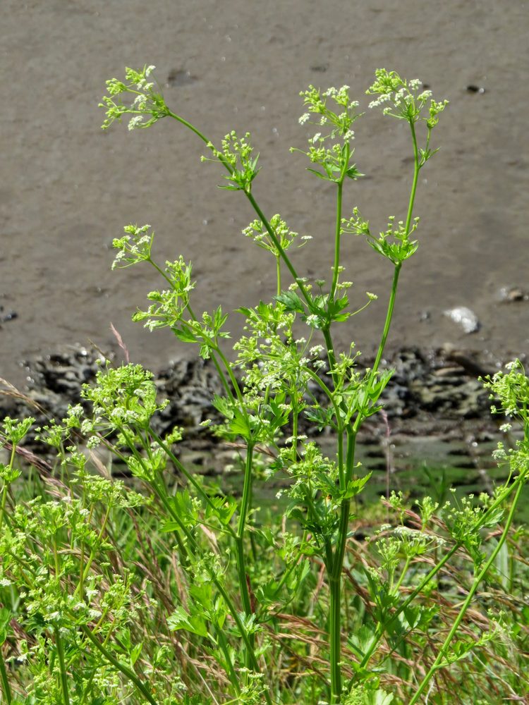Celery